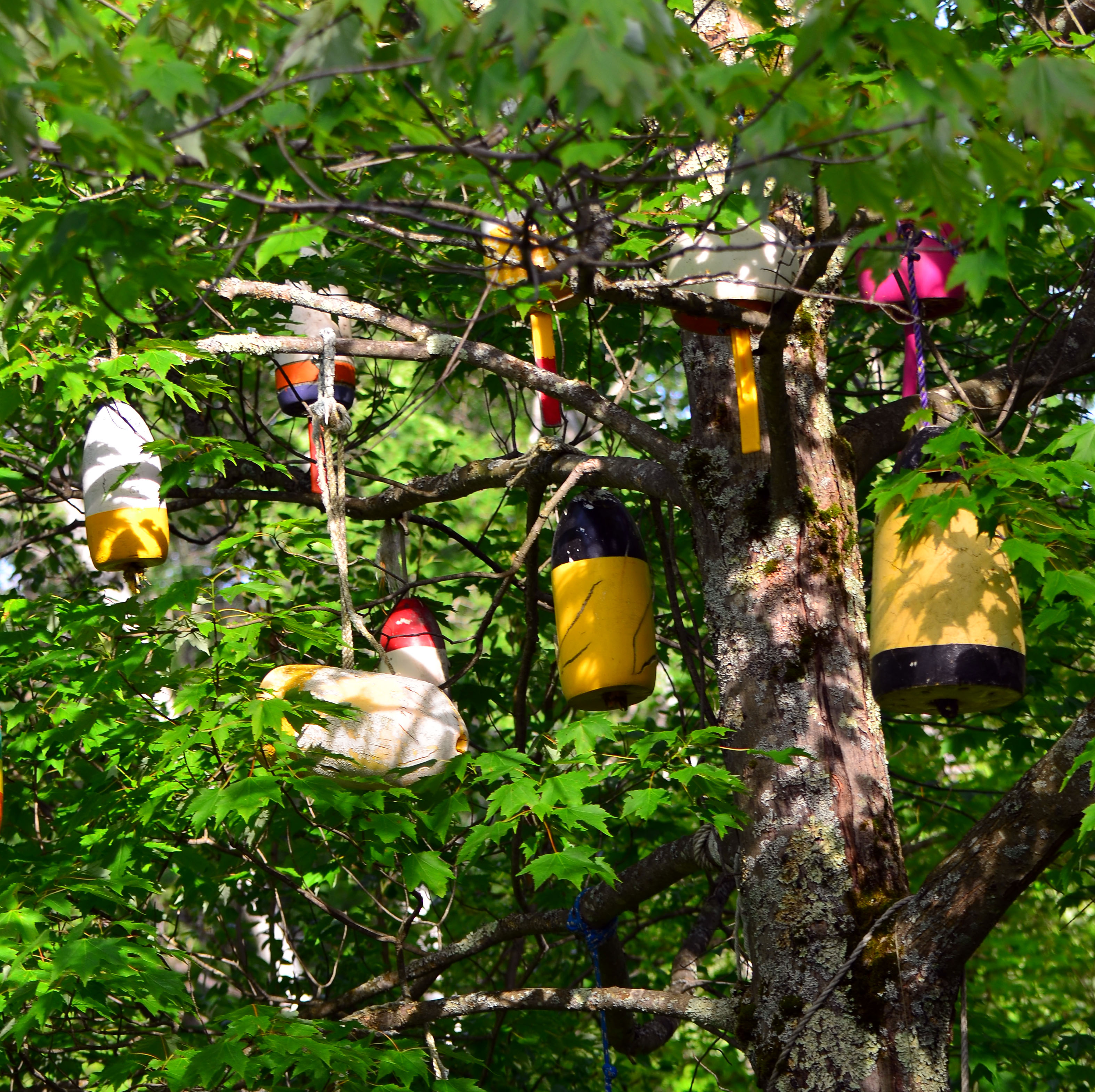 bouys in trees vermont  all rights reserved Ernest J. Bordini, Ph.D.  Clinical Psychology Associates of North Central Florida