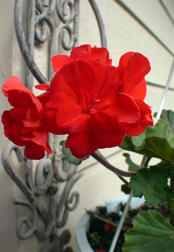 geranium florida georgia