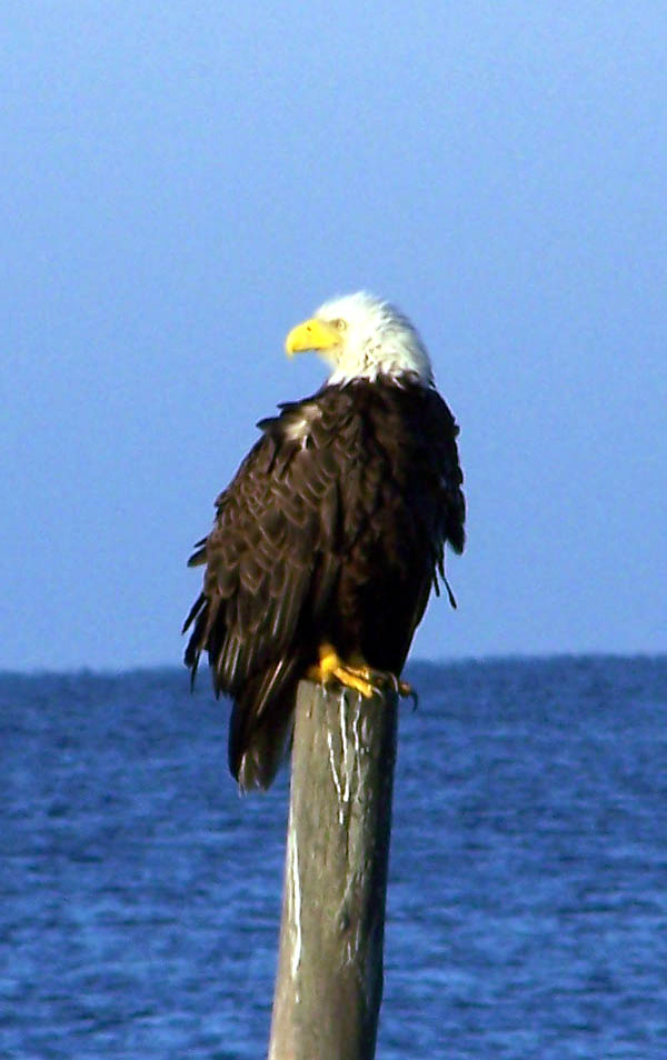 North Florida Eagle