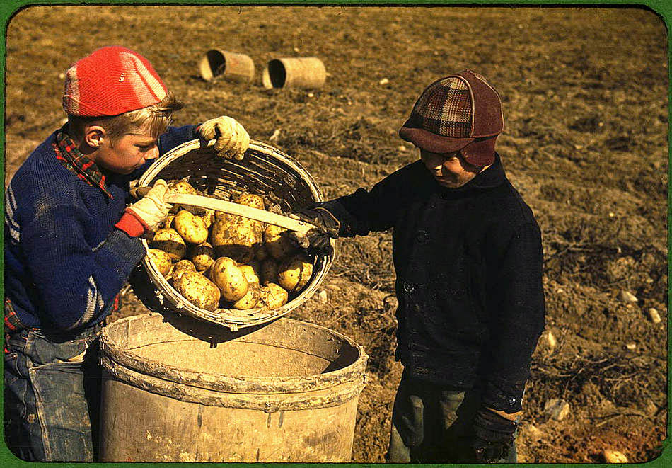 Historical archive photo children picking potatoes