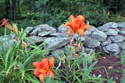 vermont lilies - all rights reserved Ernest J. Bordini, Ph.D.